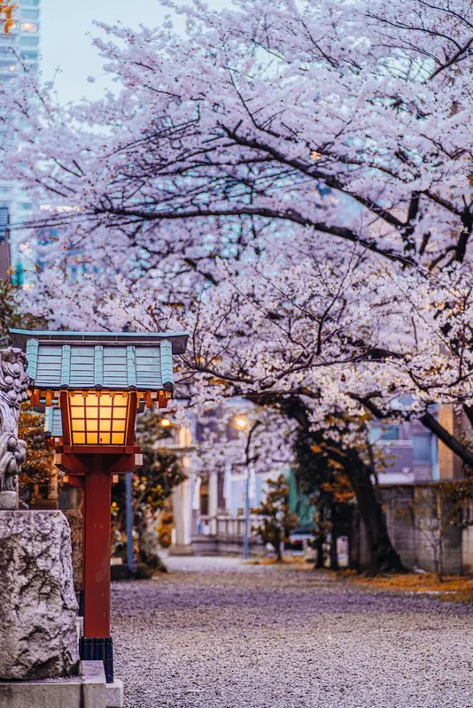 Craig.Tokyo Premium Domain